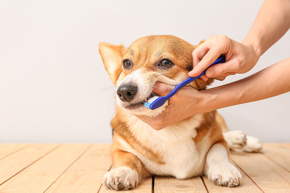 Dog receiving tooth brushing for preventive dental care, highlighting plaque control, gum health, oral hygiene, and the prevention of dental disease.