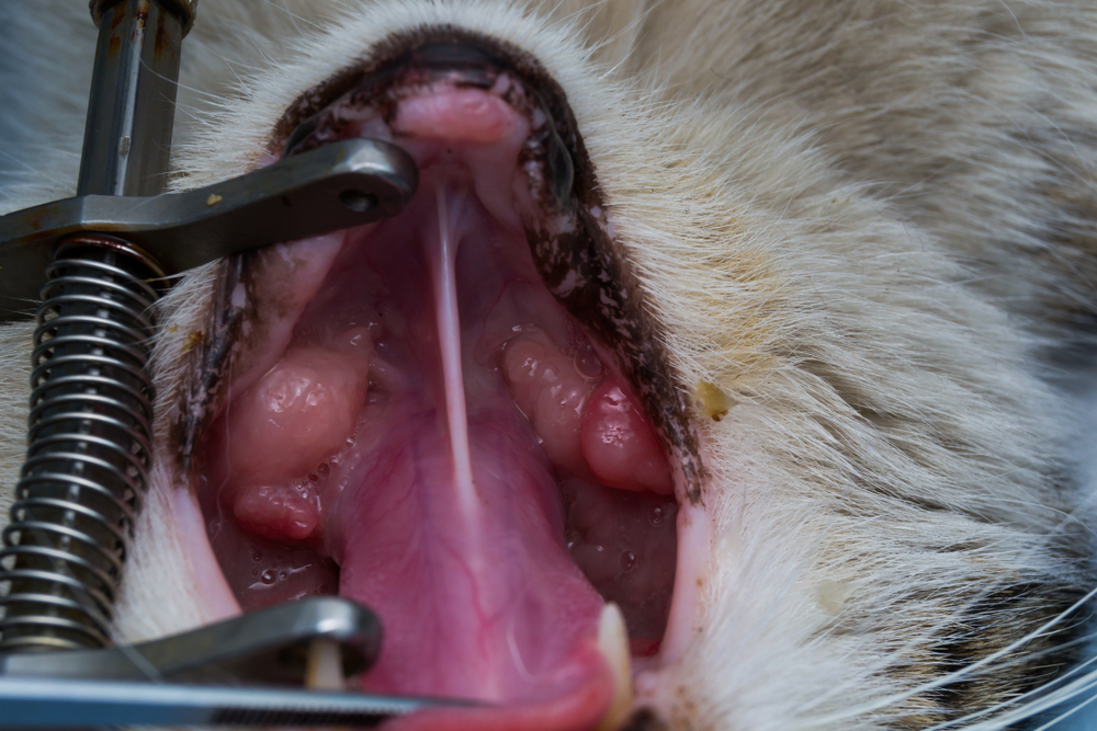 Cat with eosinophilic granuloma and oral lesion during veterinary mouth examination