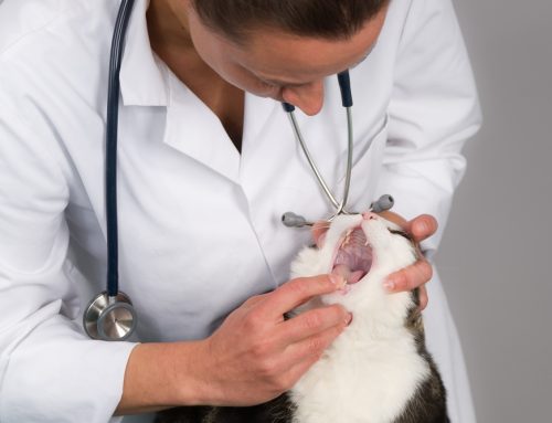 Do Water Additives Really Improve My Pet’s Dental Health?