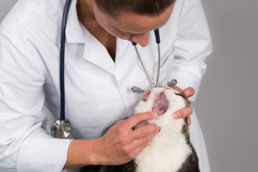Cat receiving a dental checkup from a veterinarian, highlighting preventive oral care, dental disease detection, healthy teeth, and gum health.