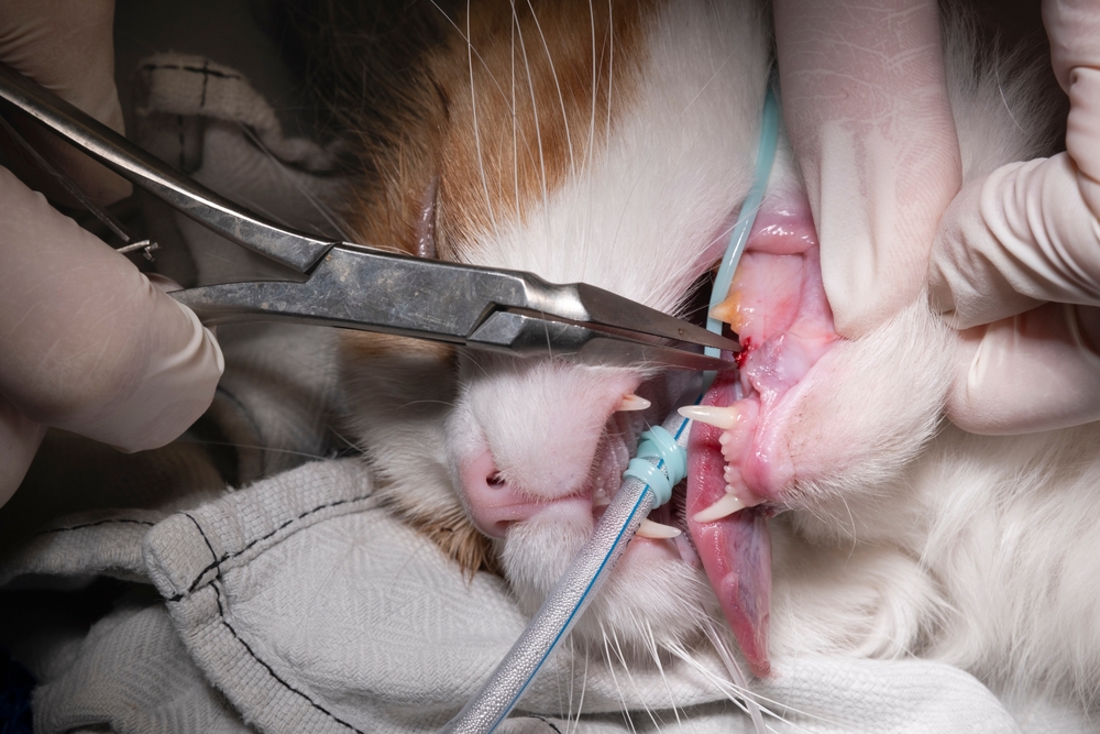 Veterinarian performing a tooth extraction procedure during pet dental surgery.