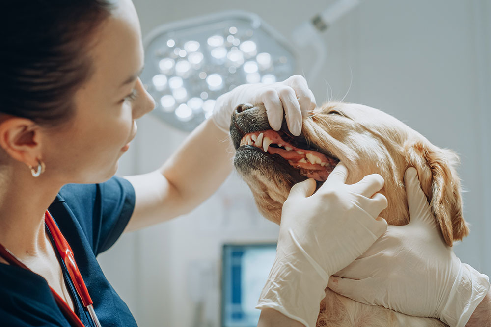 Veterinarian examining a dog’s teeth during a dental checkup.