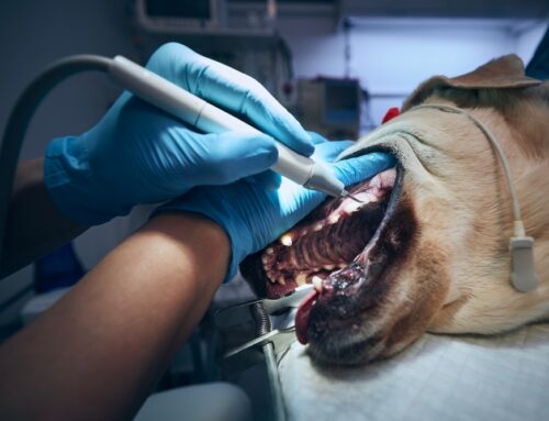 Is Fear of Anesthesia Leading You Toward Unsafe Dental Care for Your Pet?