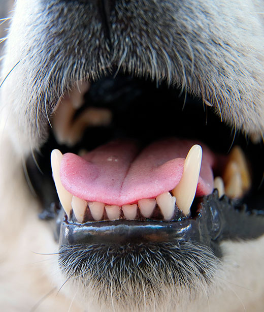 Stomatitis - North Bay Veterinary Dentistry