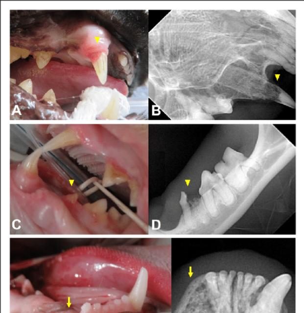 Tooth resorption. A/B) Clinical photograph and radiograph of maxillary right canine tooth (104) showing stage 4c, type 2 TR (arrowheads). C/D) Clinical photograph and radiograph of missing crown of mandibular left third premolar tooth (307) showing stage 4a, type 3 TR (arrowheads). E) Clinical photograph of missing mandibular right canine tooth (404) (arrow). F) Radiograph showing missing 404 with osteitis and stage 4c, type 1 TR of image E (arrow). --------------- -Please make "north bay 2_2 imagery" the main photo, no text for the juvenile perio. The other image will go in the article, please use the other text as a caption. text for "imagery for juvenile perio..." Juvenile periodontitis in a 1-year-old male neutered Maine Coon. Note the severe gingivitis affecting the entire attached gingiva, areas of gingival recession and gingival enlargement (Perry R, Tutt C. Periodontal disease in cats: Back to basics – with an eye on the future. Journal of Feline Medicine and Surgery. 2015;17(1):45-65.)