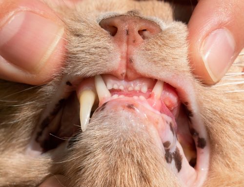 Understanding Feline Resorptive Lesions: Symptoms, Diagnosis, and Treatment