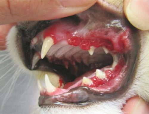 Feline Juvenile Periodontitis: Recognizing and Managing a Painful Dental Condition