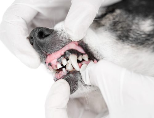 How Root Canal Treatment Can Save Your Pet’s Teeth