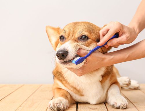 Beyond Resolutions: Creating Lifelong Dental Care Habits for Your Pet