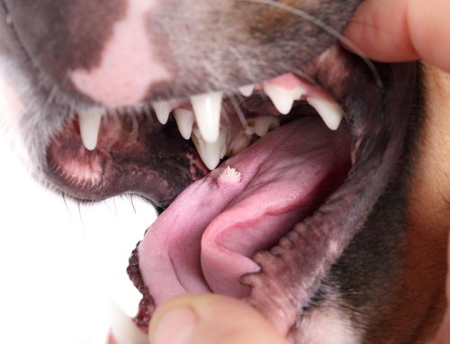 Oral Papillomas in Dogs: Severe Cases, Symptoms, and Treatment