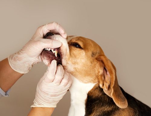 Is Your Pet’s Broken Tooth an Emergency?