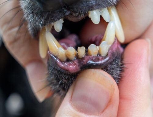 Pet Dental Specialist FAQs