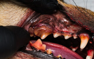 Close-up of a dog’s mouth showing an oral mass on the gums.
