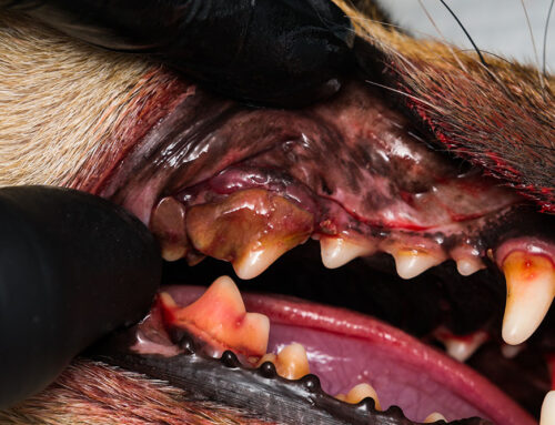 Breed-related dental problems of dogs