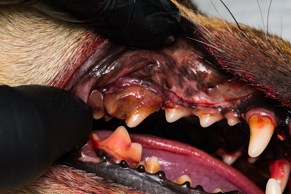 Close-up of a dog’s mouth showing an oral mass on the gums.