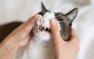 Veterinary dental care showing cat’s open mouth for tooth inspection.