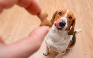 A person feeding a happy beagle dog a treat from their hand indoors.
