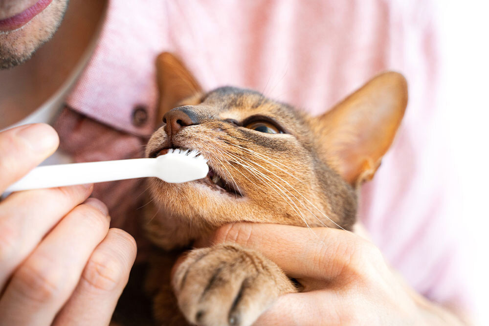Close-up of a person brushing a cat’s teeth with a toothbrush to clean the cat’s dental hygiene.