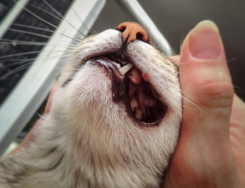 Jaw Fractures & Oral Tumors: When a Dental Specialist Is Critical