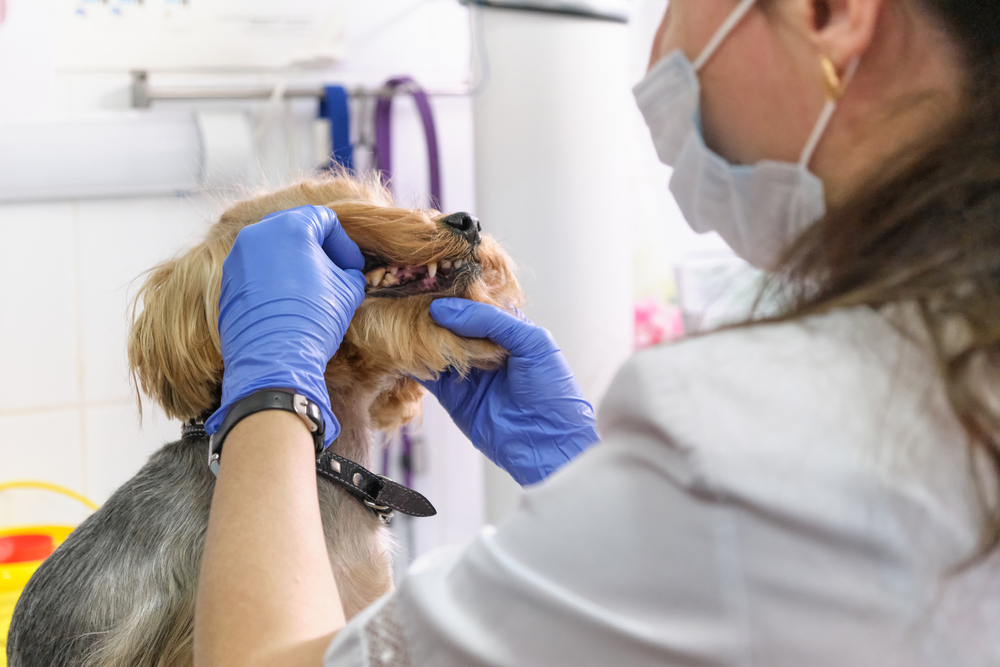 Veterinarian examining a dog’s teeth during a close-up consultation to check oral health.