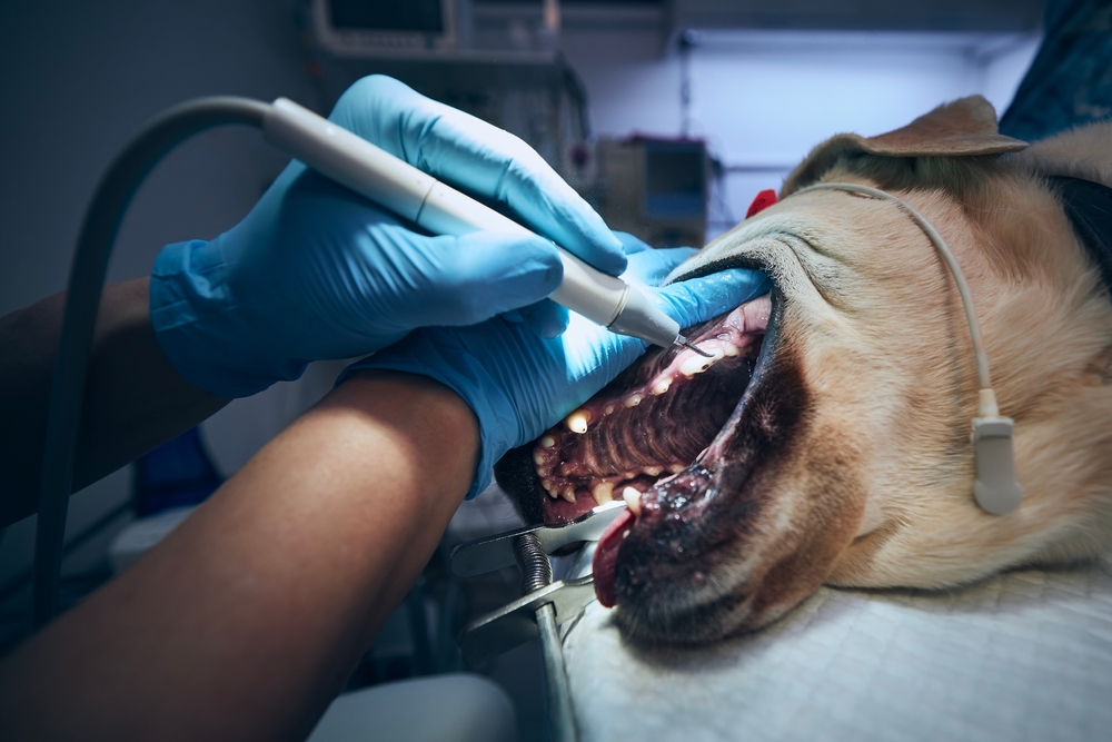 Veterinarian performing a professional dental cleaning on a dog under anesthesia.
