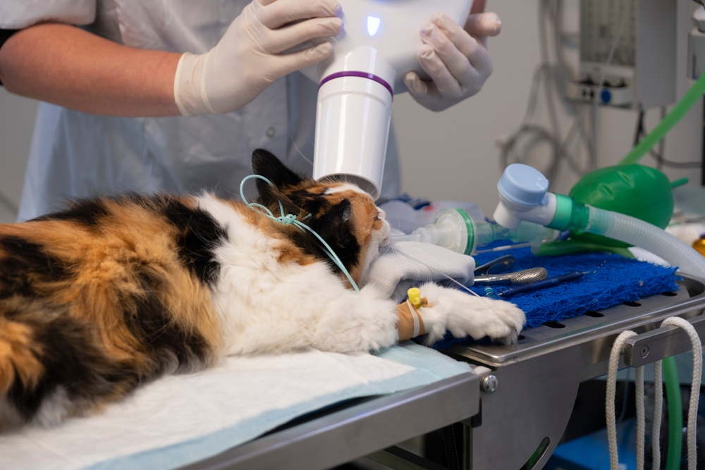 Veterinary dentist positioning an X-ray machine to capture dental images of a dog.