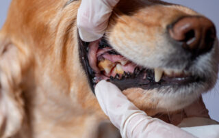 Dog with visible tartar buildup and signs of dental disease.