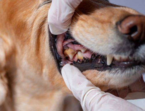 Can My Dog’s Broken Canine Tooth Be Saved, or Does It Need to Come Out?