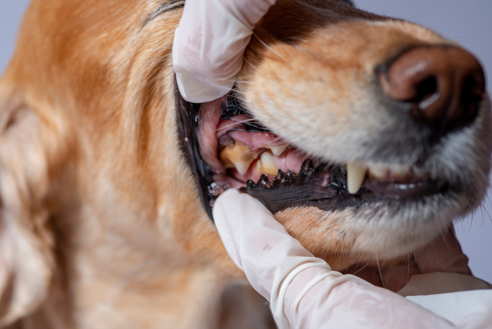 Dog with visible tartar buildup and signs of dental disease.